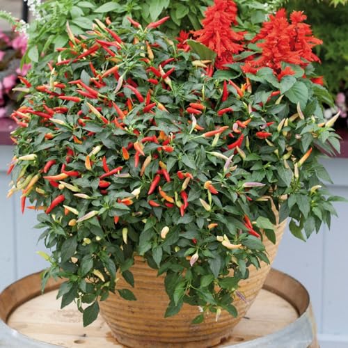 PREMIER SEEDS DIRECT - HOT Chilli Pepper - Basket of FIRE F1-8 Finest Seeds