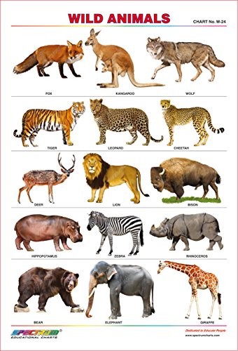 Spectrum Educational Mini Wall Chart (Set of 8) : Set 10 ( English Alphabets , Hindi Varnamala , Numbers 1 to 10 , Wild Animals , Birds , Transport , Shapes & Means of Communications )