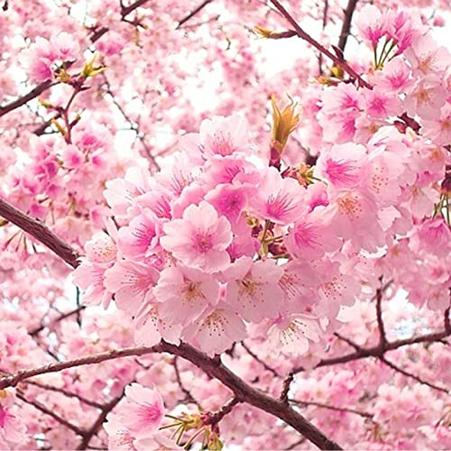 30 Pink Sakura Seeds Japanese Cherry Blossoms Bonsai Tree Flowers For Planting #TOP2