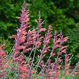 GARDENS ALIVE! - Apache Orange Flowering Hummingbird Mint...