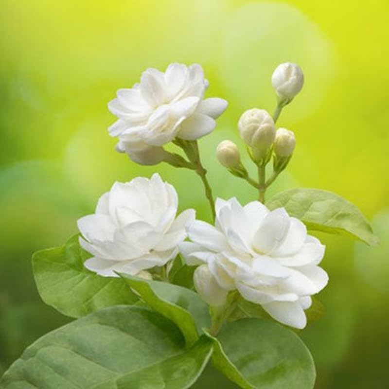 3 Climbing Jasmine Live Plants for Indoor Outdoor Planting, Duke of Tuscany Jasmine Plants Live, Fragrant, 5-8" in Tall, Hardy