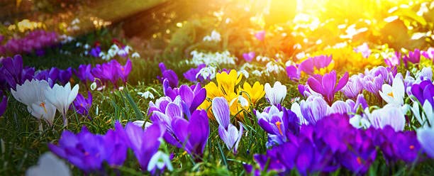 Image of IMP. Saffron | Crocus Excellent Quality Flower Bulbs for Attractive Aromatic Flowers Home Outdoor Gardening Plants Flowering Bulbs (pack of 12, Multicolour)