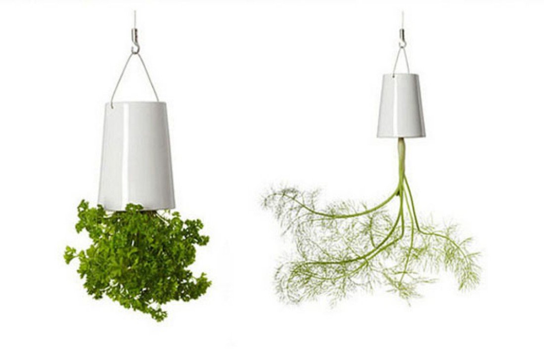 Amazon.co.jp: amzmonnsuta スカイプランター : DIY・工具・ガーデン