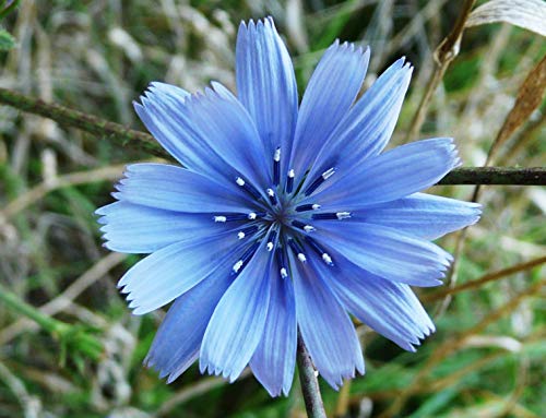 100 Semiilas de Escarola o Achicoria común (Cichorium Intybus)