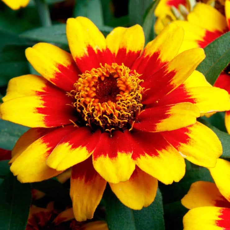 Park Seed Profusion Red Yellow Bicolor Zinnia