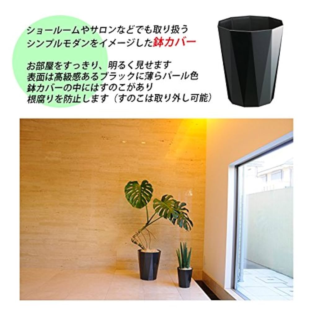 【現品】観音竹（カンノンチク）　7号　紺鉢　（4） 現品】観音竹（カンノンチク） 7号 紺鉢 （4） 楽天市場】【古典