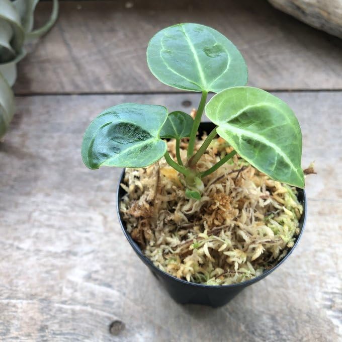 Amazon | アンスリウム レガレ Anthurium 'Regale' 観葉植物 | ノー