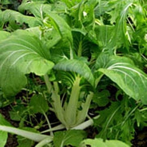 Pak Choi bianchi staminali Seeds