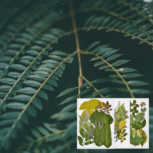 63 PCS Hojas Naturales Prensadas Secas para Manualidades miniatura 5