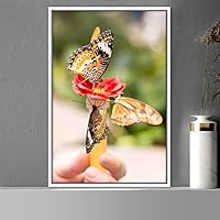 Framed Canvas Wall Art Butterflies Butterfly Colorful Farmhouse/Country Hallway Insects Multicolor Photography - 16x24 inches