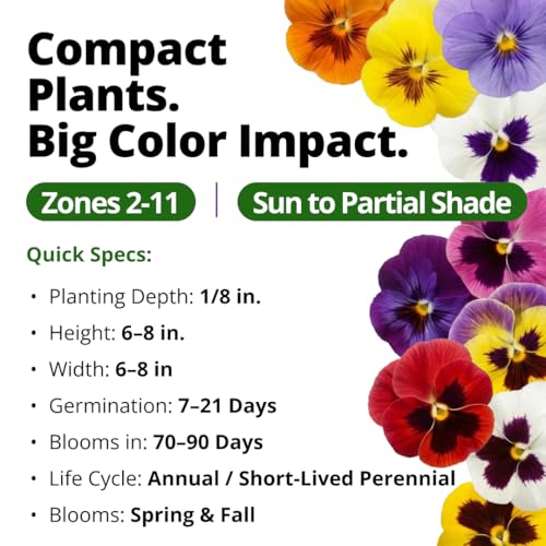 Image of HOME GROWN Pansy Swiss Giant | 3000 Flower Seeds for Planting Outdoors | Mixed Colors | Heirloom Non-GMO Viola Seeds | Cool-Season Fall & Spring Blooms | 2026