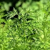 Sweet Annie Wormwood - Artemisia - 50 Seeds