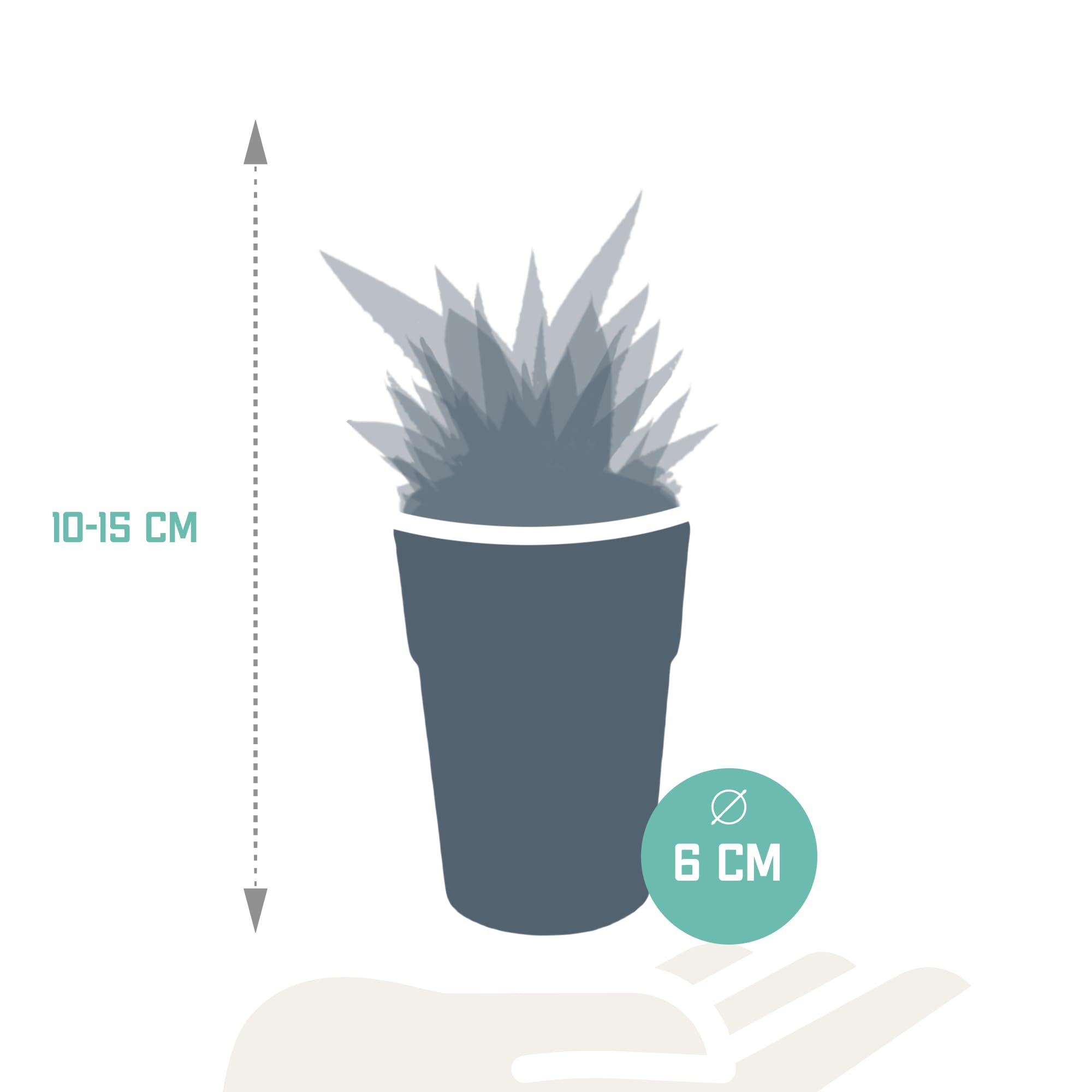 Mix Piante Grasse Gasteria Haworthia, Vaso Plastica Legno, Set da 5, 5.5cm