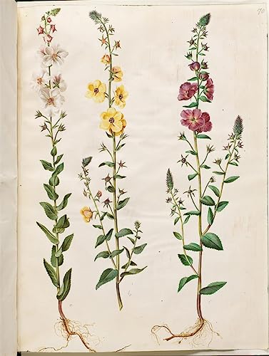 Impression d'art Art Tableau Verbascum Blattaria de Hans Simon Holtzbecker en toile 60x90cm