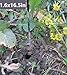 TCBWFY Garden Auger Drill Bit for Planting 1.6