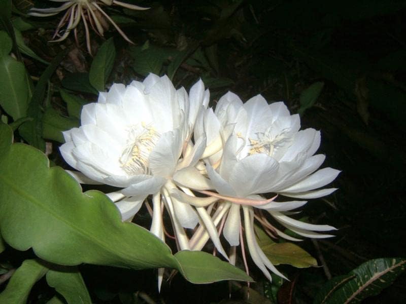 GreenPoint White Brahma Kamal/Night Queen Healthy Live plant with Black Grow bag Pack of 1.