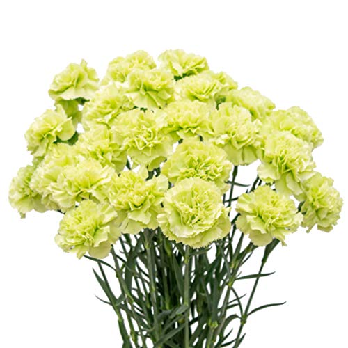FlowerPrime-300-Green-Carnations-fresh-natural-cut-flowers | Free Flower Delivery