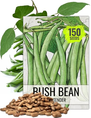 Seed Needs Bush Bean Seeds for Planting Contender Beans - Non-GMO Heirloom & Untreated Vegetable Seeds to Plant an Outdoor Home Grown Homestead Garden - Easy to Grow (Bulk)