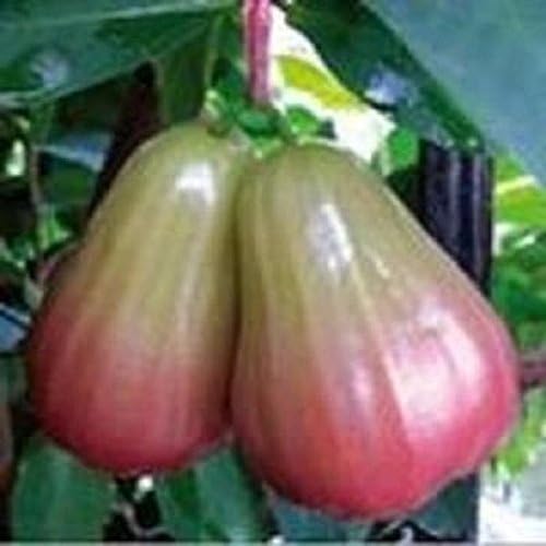 Thai Jumbo Wax Apple - 1 to 2 Feet Tall - Ship in 1 Gal Pot