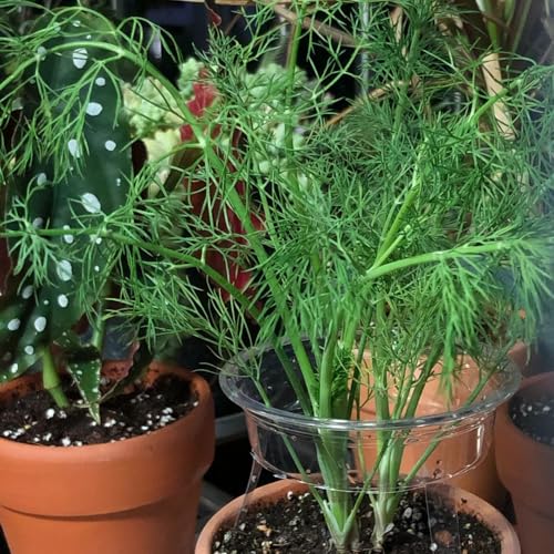 semillas de eneldo - balcón camas elevadas exteriores resistentes decorativas Jardín interior 600pcs