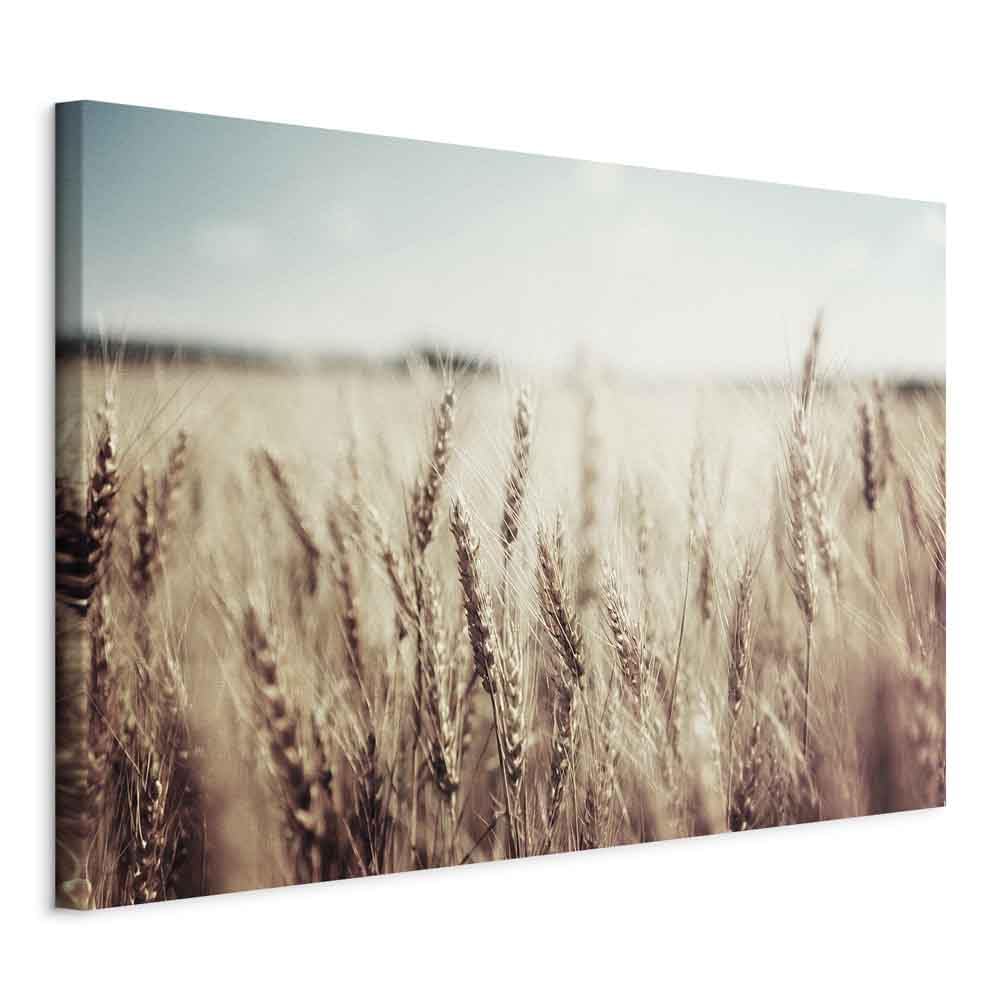 murando - Akustikbild Wiese Landschaft Feld, Schallschutz, Wohnzimmer, Büro
