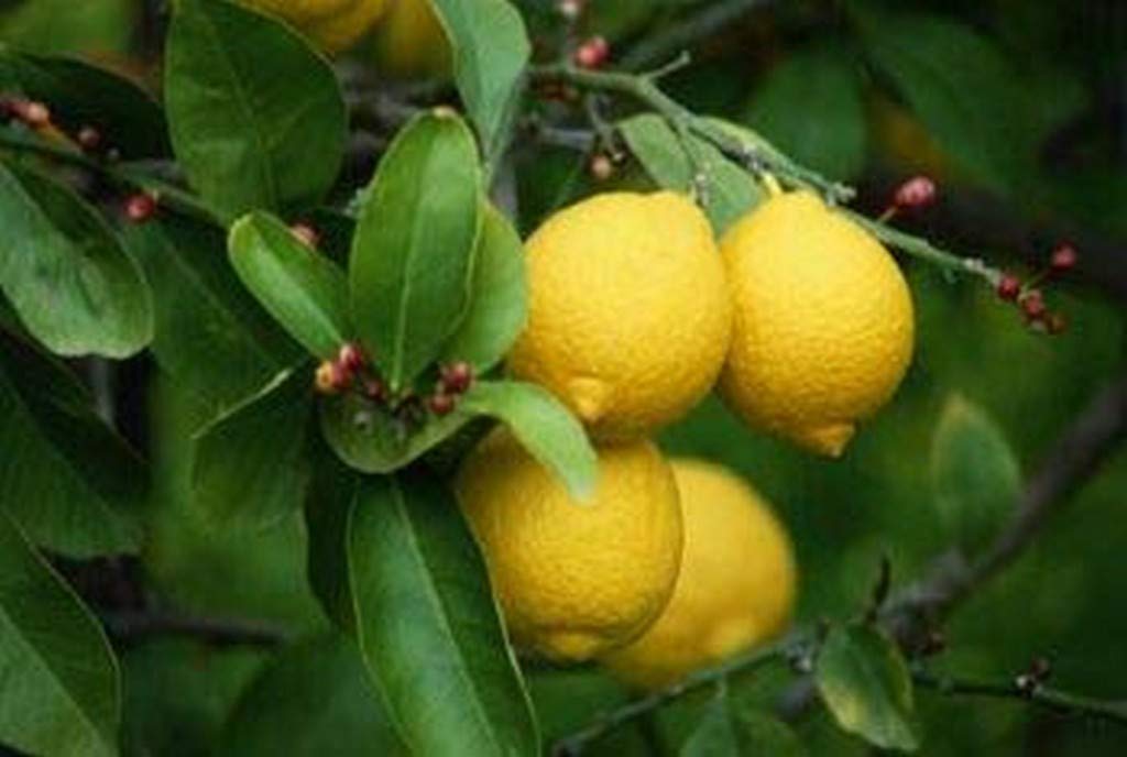 Creative Farmer Live Plant Lemon Hybrid All Season Garden Plant(1 Healthy Live Plant) (PLANT-53-LEMON126ll@) (B08Q8K6CSD) Amazon Price History, Amazon Price Tracker