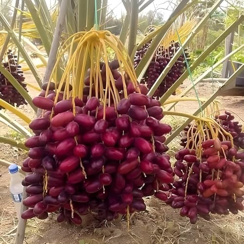 Image of All-Time 12 Months Hybrid GRAFTED Live Fruit Plant Original & Authentic Organic Tree for Outdoor Fast-Growing Fruit Plant Home Gardens Pack Of-1 (Arabian Dates-Khajur Tree, Medium)