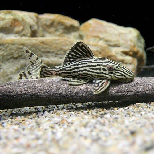 プラチナロイヤルプレコ他1匹（熱帯魚） Amazon.co.jp: （熱帯魚）プラチナ・ロイヤルプレコ Sサイズ