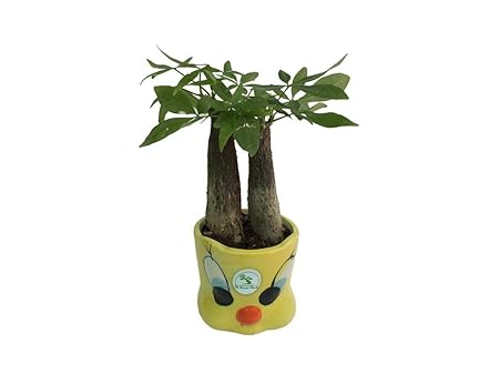 The Bonsai Plants Pachira Double Trunk Money Tree Plant