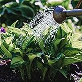 Semillas De Plantas Hosta Hardy Ground Cover Perennial Hosta Plant Semillas Cama Elevadas ExóTicas BalcóN Blanco Flores BalcóN Plantas Hosta Comprar Semillas De Flores DecoracióN 50 Semillas De Hosta