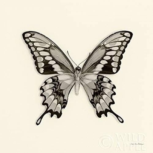 Posterazzi Butterfly VI BW Crop Poster Print by Debra Van Swearingen,