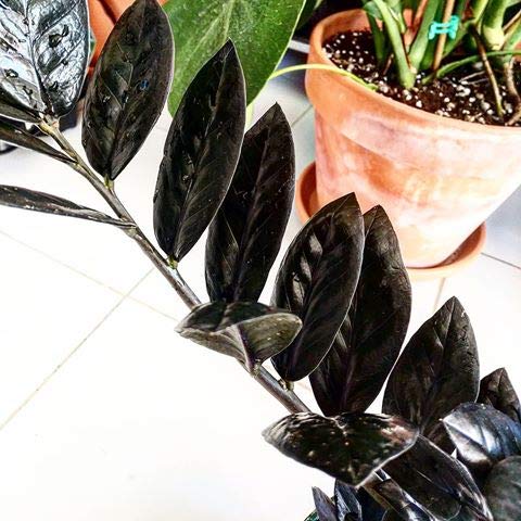 Exoticrareplants Zamioculcas Zamiifolia Collectors Choice Black Rare Exotic Plant Amazon In Garden Outdoors Exoticrareplants Zamioculcas Zamiifolia Collectors Choice Black Rare Exotic Plant Amazon In Garden Outdoors