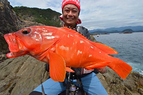 AbuGarcia (アブガルシア) エラディケーター ロックスイーパー ERD Rocksweeper ERSS-811MH ロックフィッシュロッド 8枚目