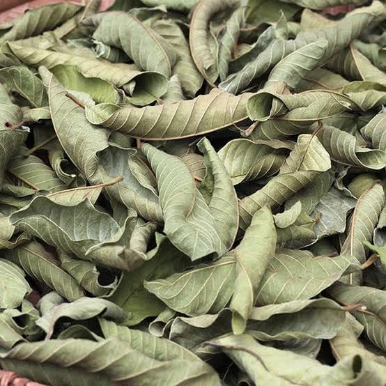 Feuille de goyave sèche naturelle en vrac pour infusion et bien-être quotidien