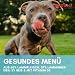 Supravit Nassfutter für Hunde I Hundefutter mit Lamm & Reis I 12 x 410g Dosen I Hunde Nassfutter I getreidefrei I besonders gut verdaulich und verträglich für den Hund