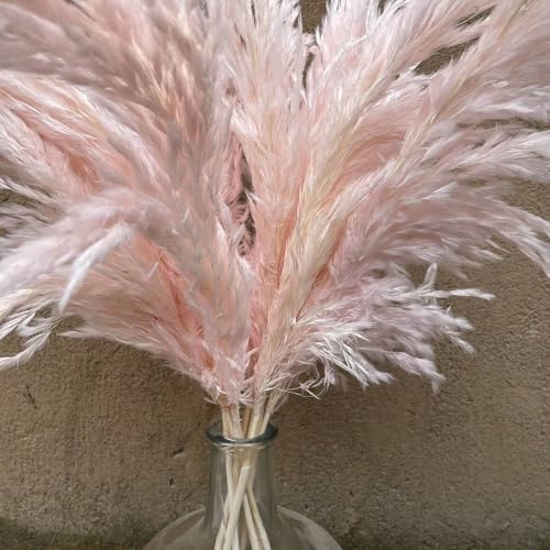 Pampas Grass Large 10Pcs Pink Dried Flower Decor miniatura 5