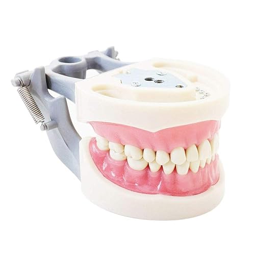 Typodont Dientes Modelo 200 Tipo Kilgore Nissin Dientes Removibles Adecuado para Estudiantes Práctica Operación y Demostración de Enseñanza