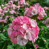 Mountain Valley Seed Co Pinto Premium Series Geranium 50 Seeds Non-GMO