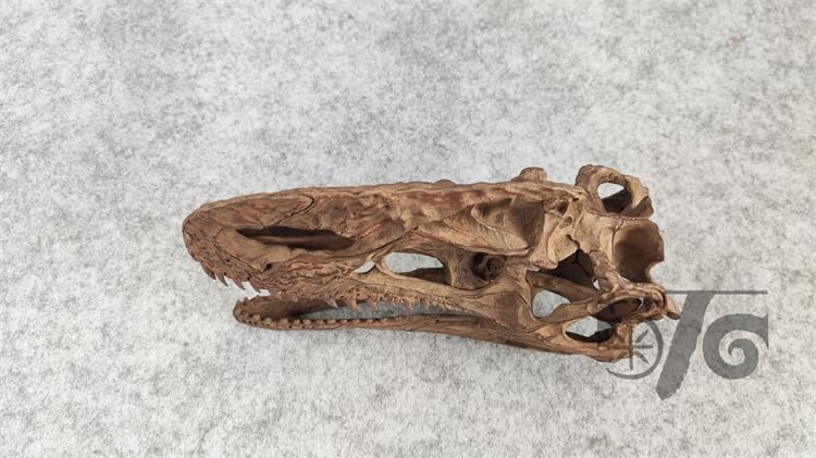 VWUVWU 1:3 Scale Monolophosaurus Skull Model Megalosauroidea Resin Animal Figure Skeleton Collector GK Decor Gift for Adult