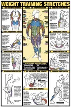 Algra Corporation NFC10-L Algra Corporation NFC10-L Weight Training Stretches Laminated Fitness Poster
