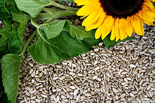 20 kg Vogelfutter Kombi - [ KOMBIPAKET I ] 10 kg geschälte Sonnenblumenkerne/10 kg Erdnüsse weiß blanchiert von Futterbauer