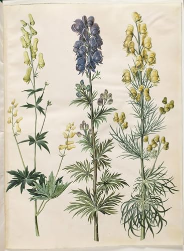 Pinturas murales retro carteles impresiones Aconitum Lycoctonum decoracion