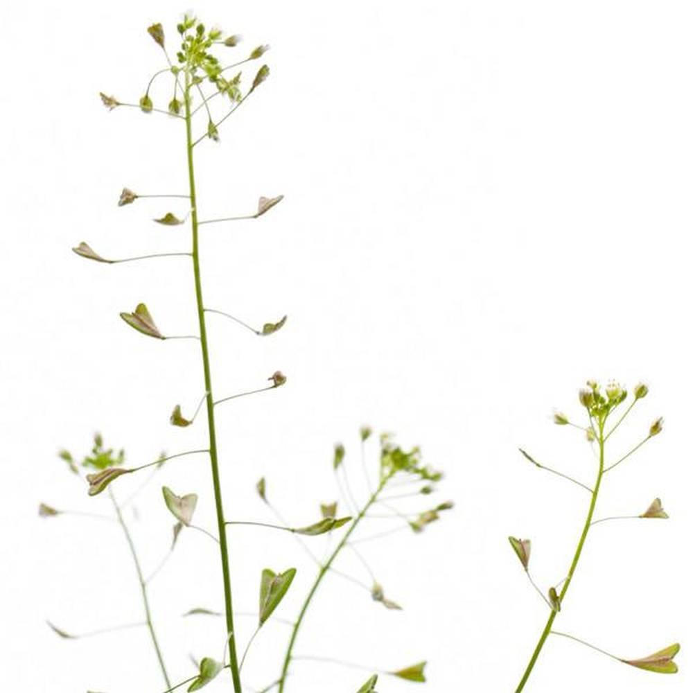Pinda de Energía Herbal para Masaje Corporal, con Hierbas Orgánicas
