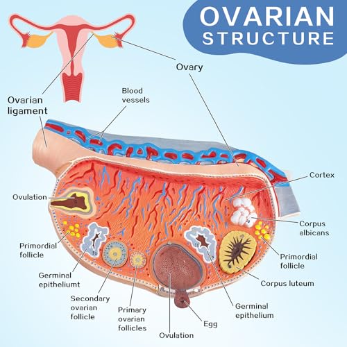 Image of EVOTECH SCIENTIFIC Human Ovary Anatomical Model, 13 Parts Female Ovarian Structure Anatomy and Follicular Development Model for Medical Teaching Learning Research Education Display