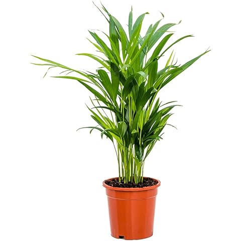 Areca Palm Dypsis Lutescens - Indoor Plant Cover