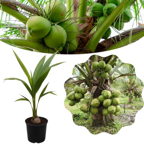 Live Dwarf Coconut Tree Plants 2-3 Feet Tall