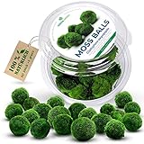 1-2 cm, 20+1(gratis) Stk. Mooskugeln für Aquarium Moos Deko Aquarium Pflanzen Wasserpflanzen 100 Per. echt Mooskugeln Aquarium Zubehoer Moosdeko Marimo Aquarium Deko Moosball Aquarium Pflanzen echt