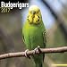 Budgerigars Calendar - Parakeet Calendars -2017 Wall calendars - Calendars 2016 - 2017 Wall Calendars - Bird Calendars - Monthly Wall Calendar by Avonside