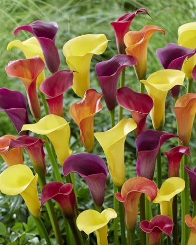 Calla Lily Bulbs for Planting (12 Bulbs) - Mixed Color - Big Healthy Bulbs for Growing