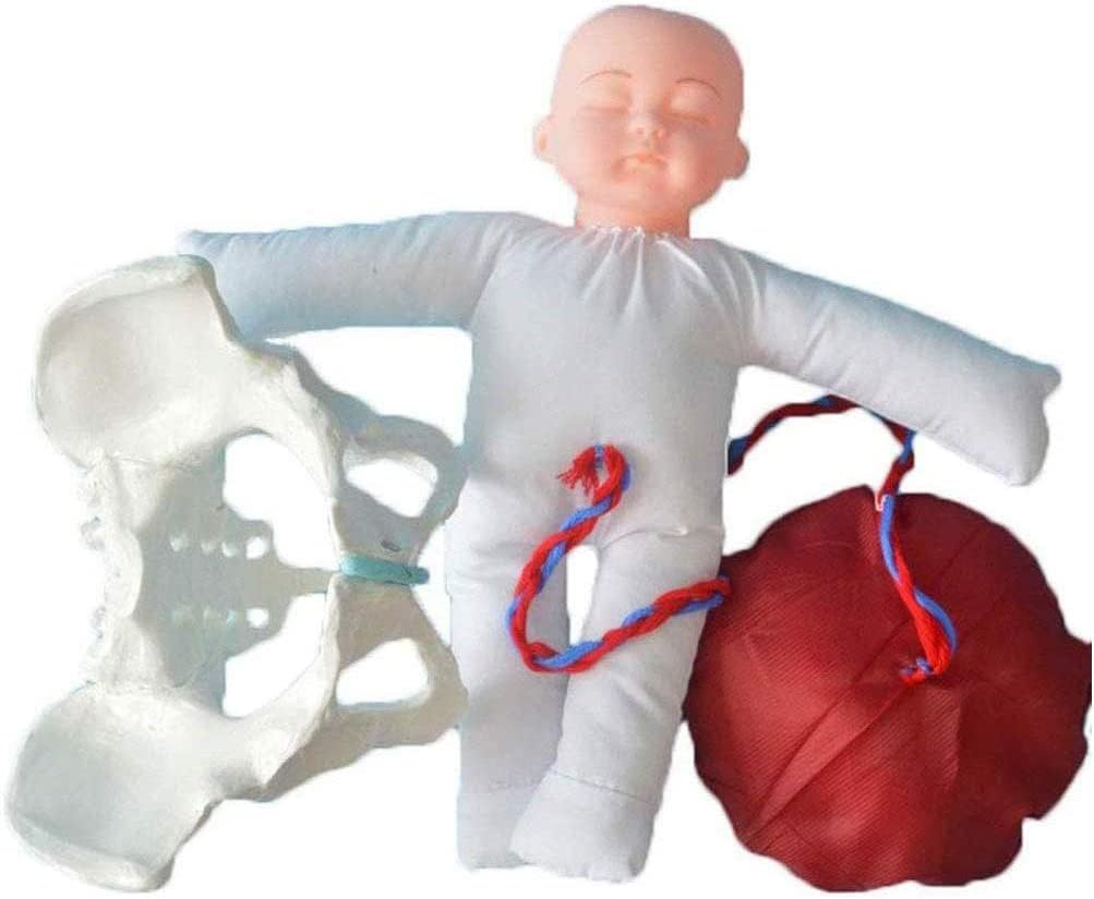 Life Size Female Pelvis Model Childbirth Midwifery Training Model Wiht Female Pelvis And Baby for Gynecology Teaching Standard Childbirth Simulator with Models of Baby Pelvis 3Pcs
